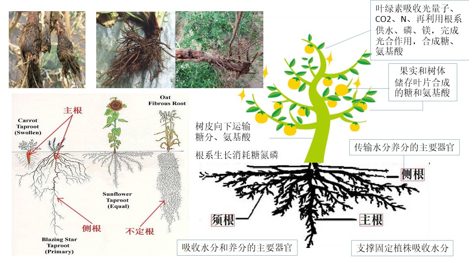 趙總20221126-種植提質(zhì)增效-坤禾微生態(tài)肥-營銷培訓.jpg